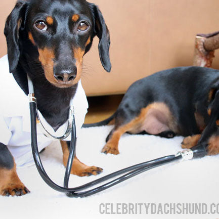 Dr. Crusoe: Oakley Gets a Check-up