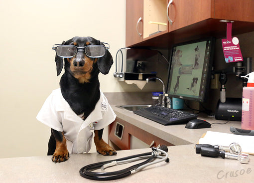 doctor crusoe vet office