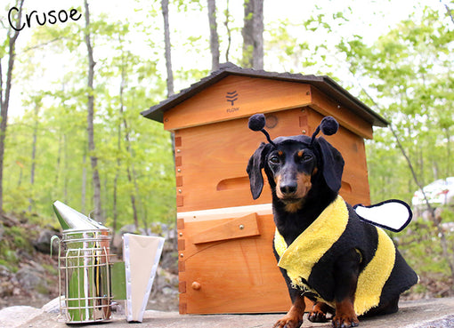 dog bumble bee costume