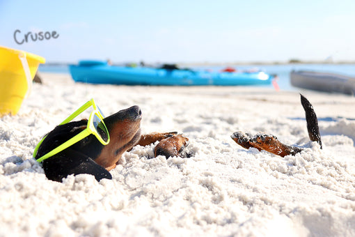 Crusoe the Wiener Dog Buried in Sand at Beach