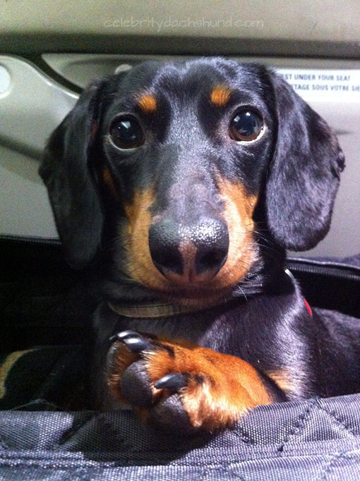 Dog in Carry On Bag Airplane