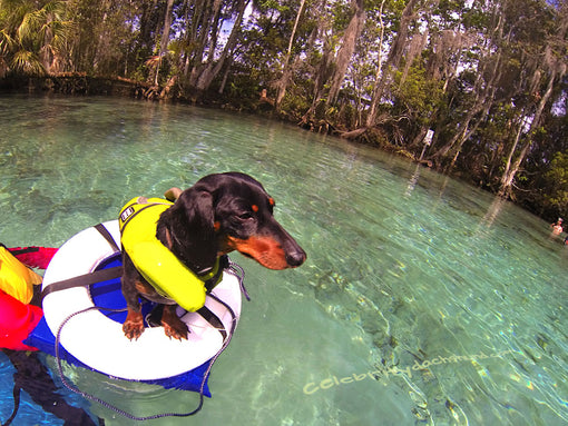 Crusoe Looking for Manatees!