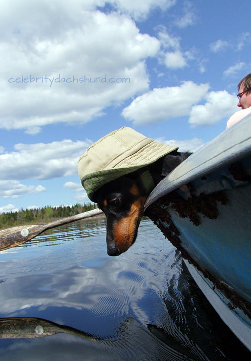 Dachshund looking in water