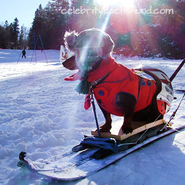 Dog Gone Skiing