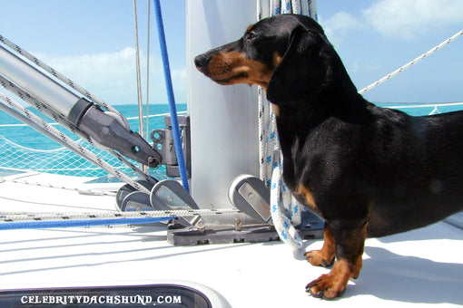 Crusoe Sailing in Bahamas