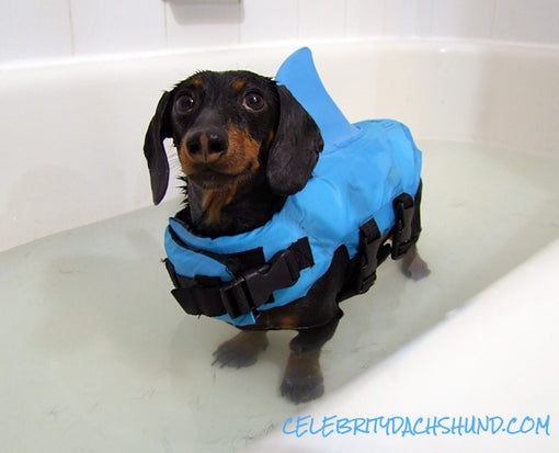 Doggy Shark Life Jacket