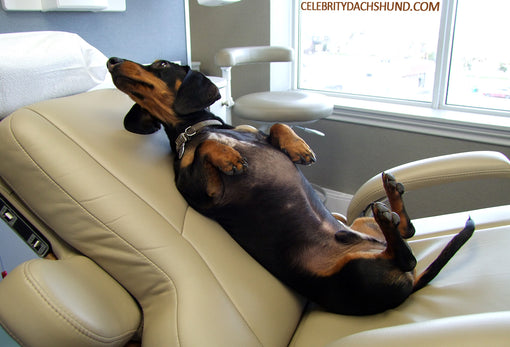 Dachshund at the Dentist