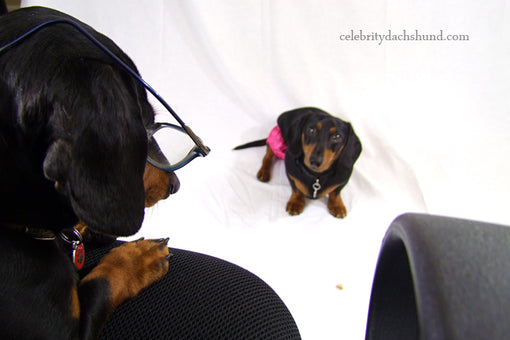 Doxie Photo Shoot