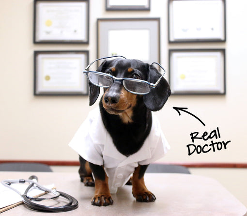 Crusoe's IVDD FUND at Cornell University & Their Study Design