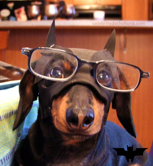 Funny Dachshund Photo