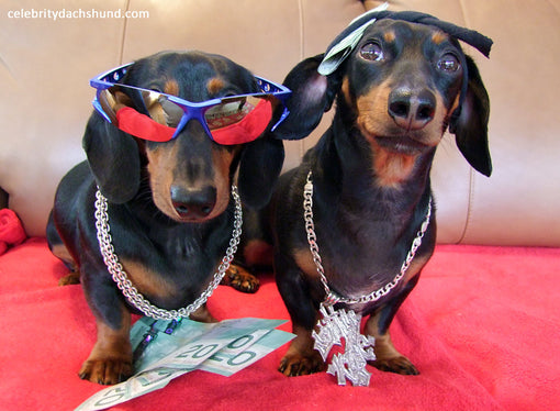 Gangster Puppy Wiener Dogs