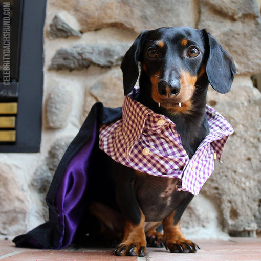 Handsome Vampire Dog Costume