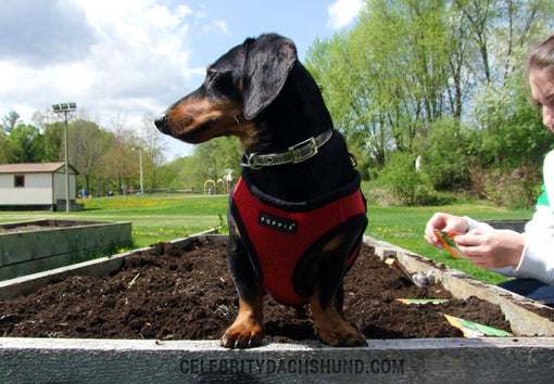 Helping Mum in the Garden