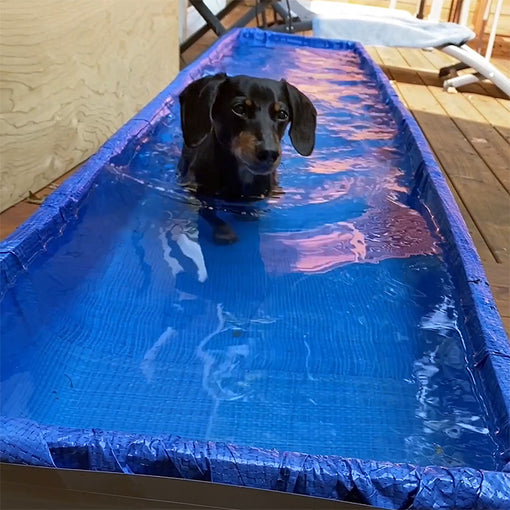 Homemade "Water Treadmill" For IVDD Dogs Hydrotherapy