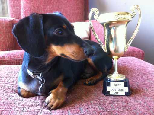 4th Annual Wiener Dog Race: Another Victory
