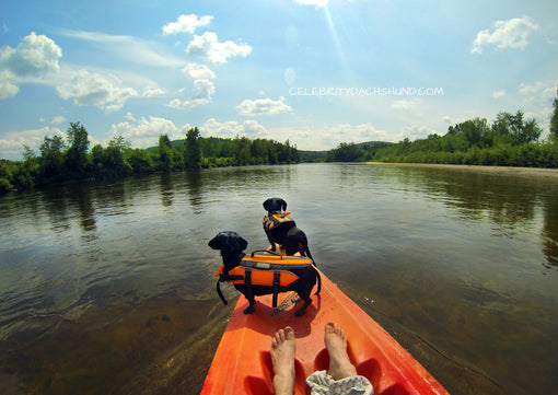 Kayaking with Small Dogs