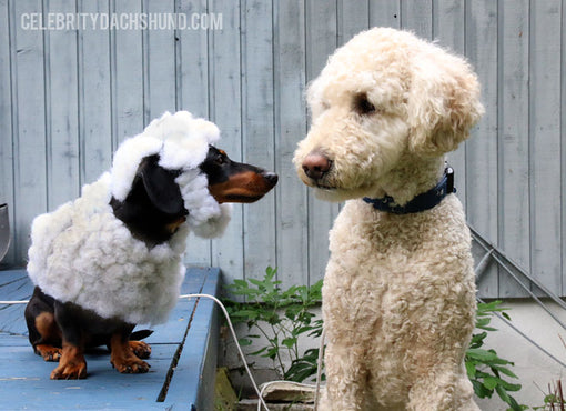 Labradoodle and Wienerdoodle