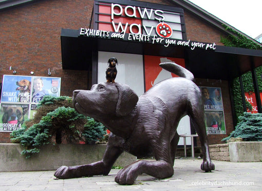 Pawsway Toronto