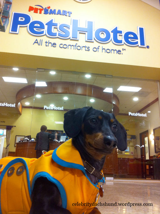 Crusoe at the Pets Hotel