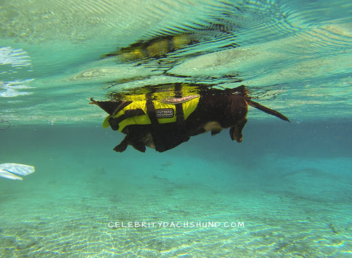 Swimming Dachshund Underwater