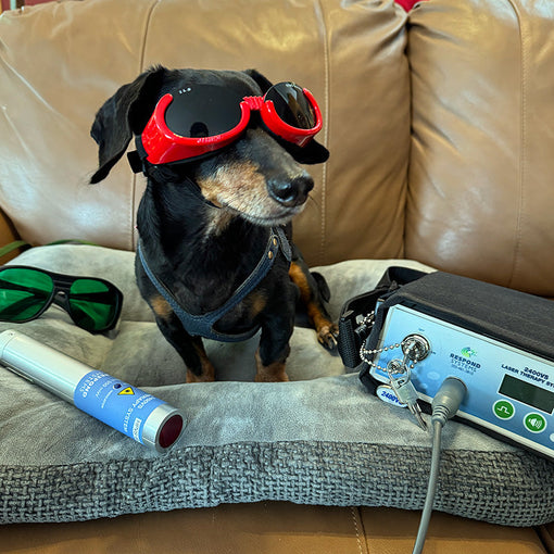 You Can Do Laser Therapy For Your IVDD Dog at Home!?