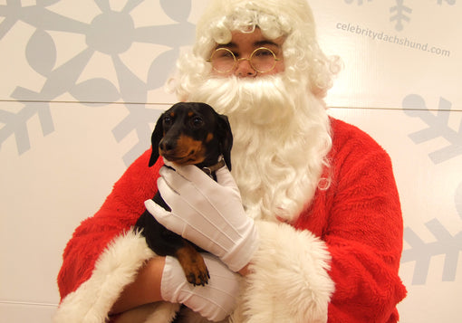 Santa Dachshund Costume