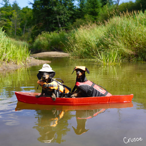small dog cute mini canoe for dogs