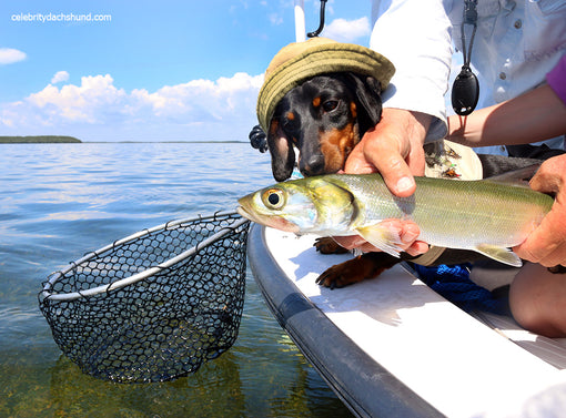 Dog Loves Fishing