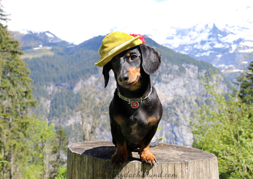 Traveling Switzerland with a Dog