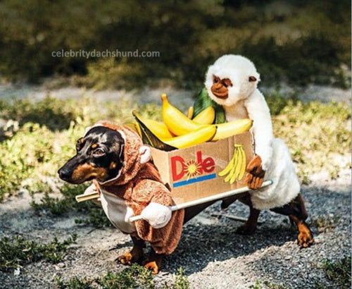 Two Dogs Carrying Box Costume