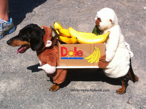 Dachshund Gone Fishin