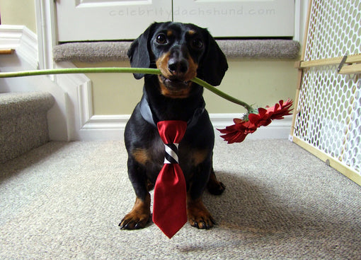 Dachshund Valentine's Day