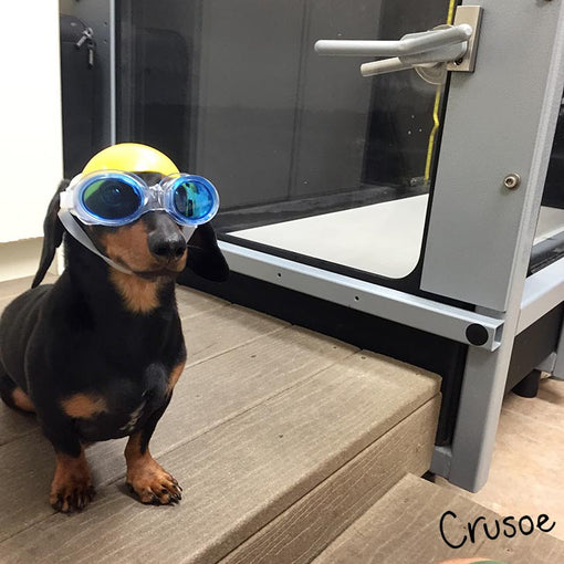 water treadmill dachshund back surgery physical therapy