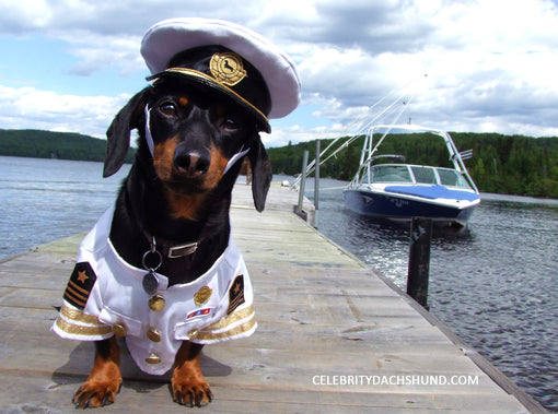 Captain Crusoe Dachshund