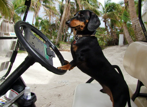 Wiener Dog Driving Golf Cart