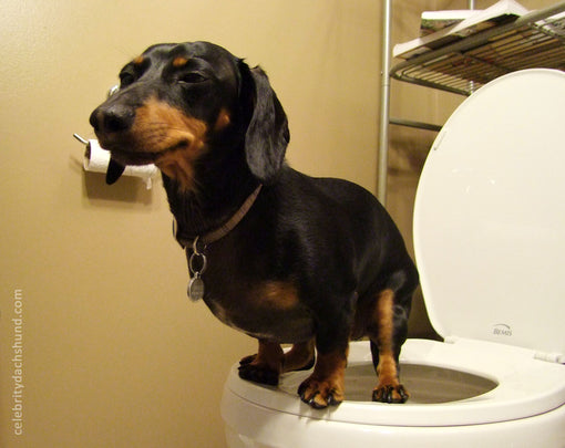 Dachshund is Toilet Trained on Toilet