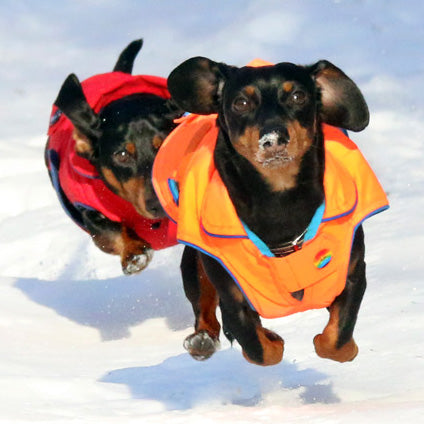 wiener dog races in the snow