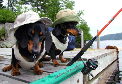 The Dog Who Loves To Fish