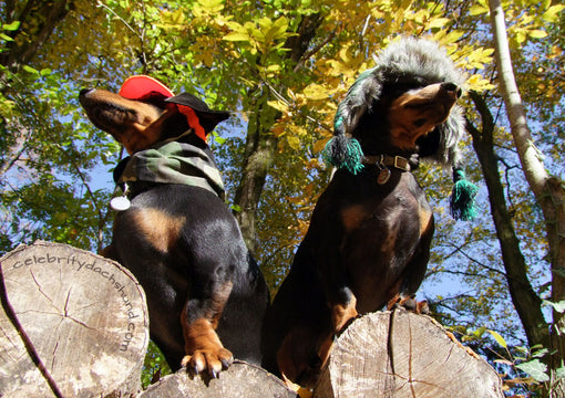 Them's Huntin' Dogs