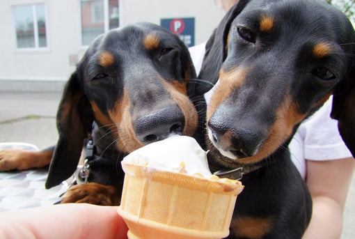 Crusoe & Oakley eating ice cream