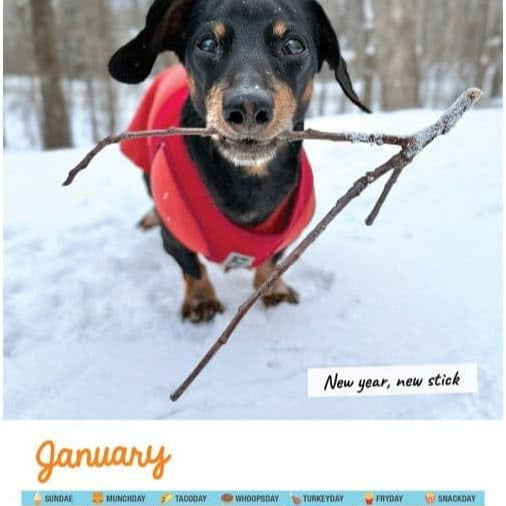 Crusoe Dachshund Calendar 2026 open page