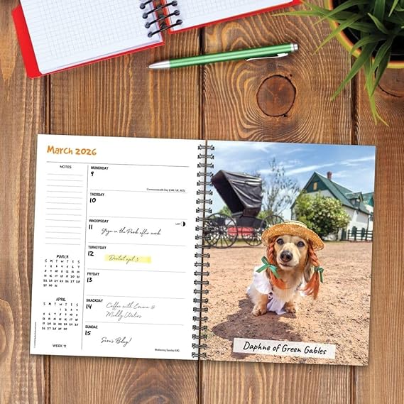 Crusoe Dachshund Calendar 2026 open page