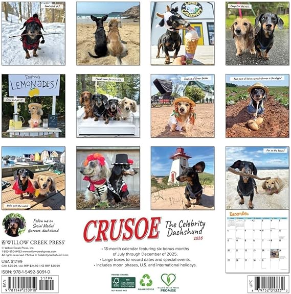 Crusoe Dachshund Calendar 2026 wall back