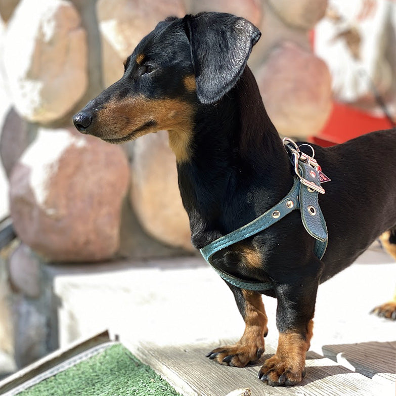 best harness for miniature dachshund