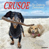 Crusoe Dachshund Calendar 2026 wall
