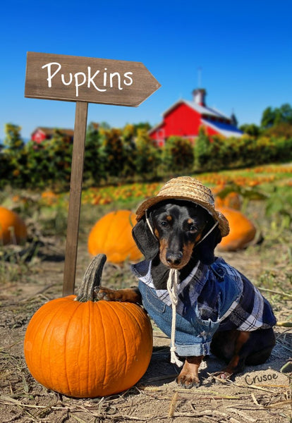 "Pupkinds" Dachshund Flag