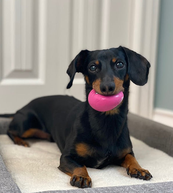 Crusoe's Favorite Squeaky Balls